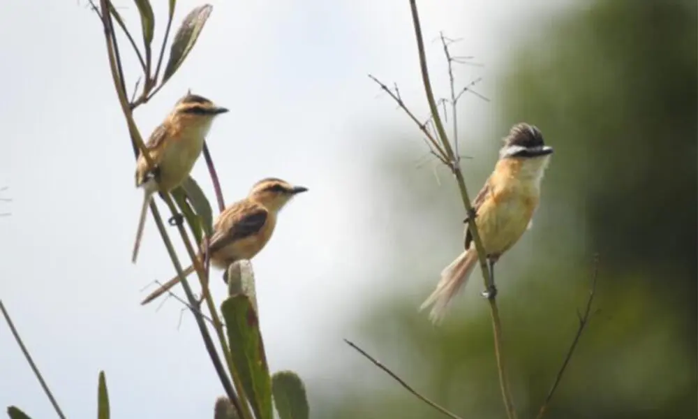 Goiás abre consulta pública sobre aves ameaçadas de extinção