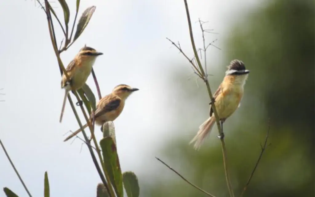 Goiás abre consulta pública sobre aves ameaçadas de extinção