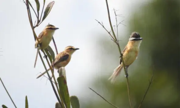 Goiás abre consulta pública sobre aves ameaçadas de extinção