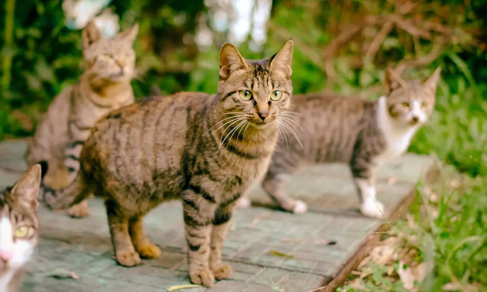 Uma colônia de gatos pode começar com um único descuido