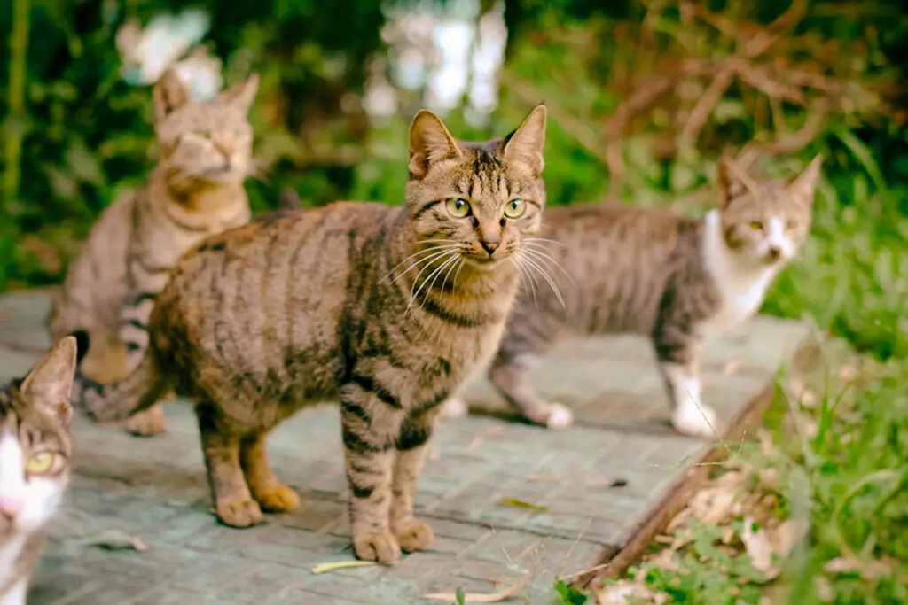 Uma colônia de gatos pode começar com um único descuido