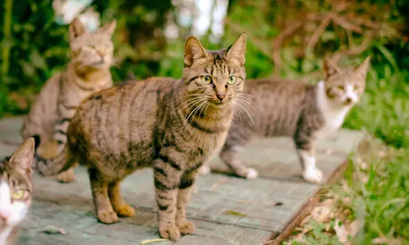 Uma colônia de gatos pode começar com um único descuido