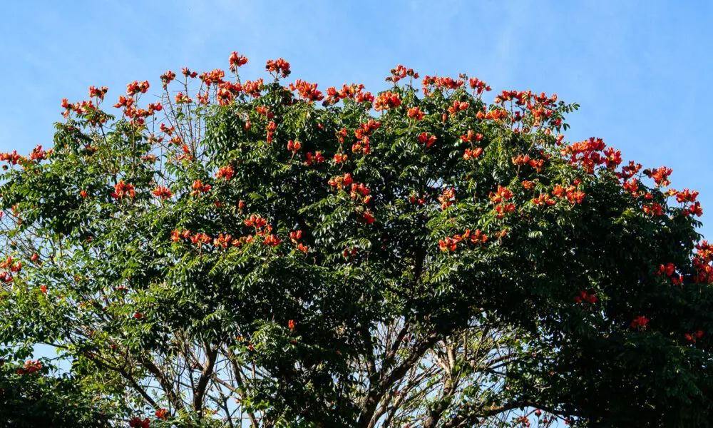 Árvore florida Pirenópolis cores no céu do cerrado