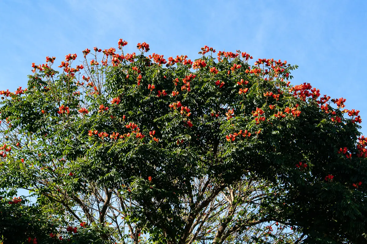 Árvore florida Pirenópolis cores no céu do cerrado