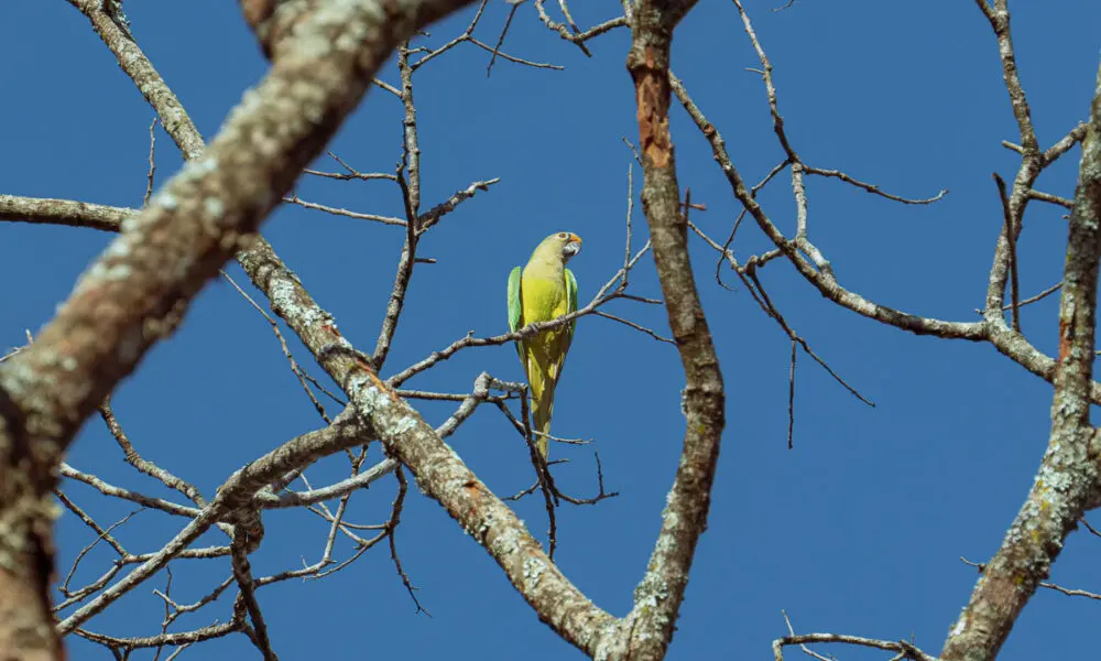 Periquito em Pirenópolis registro da fauna no céu azul