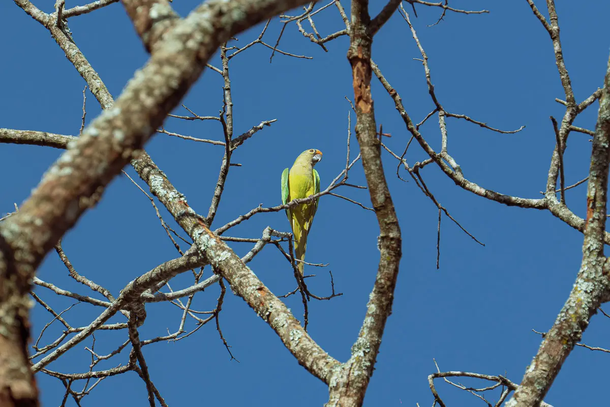 Periquito em Pirenópolis registro da fauna no céu azul