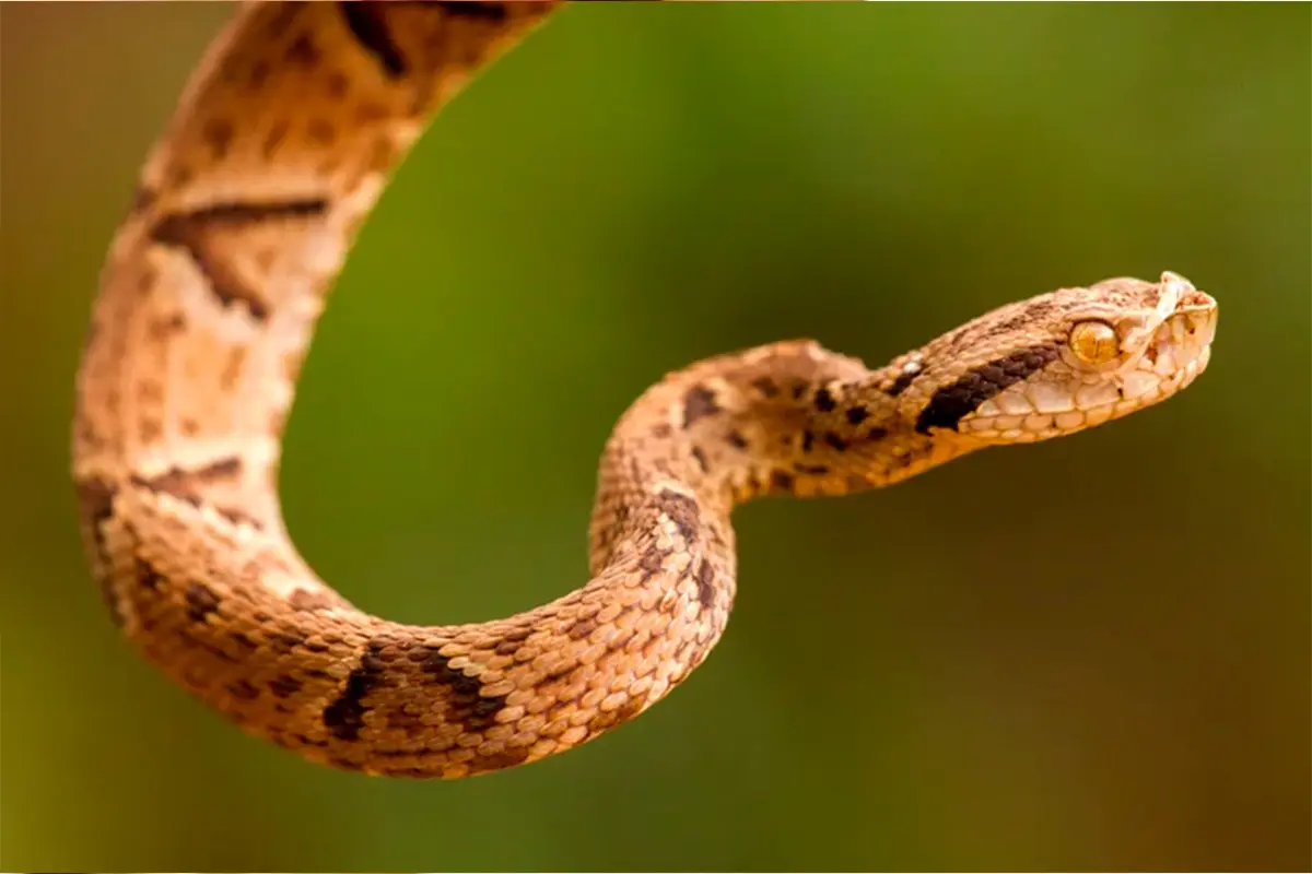 Picadas de cobra: Goiás alerta e orienta primeiros socorros