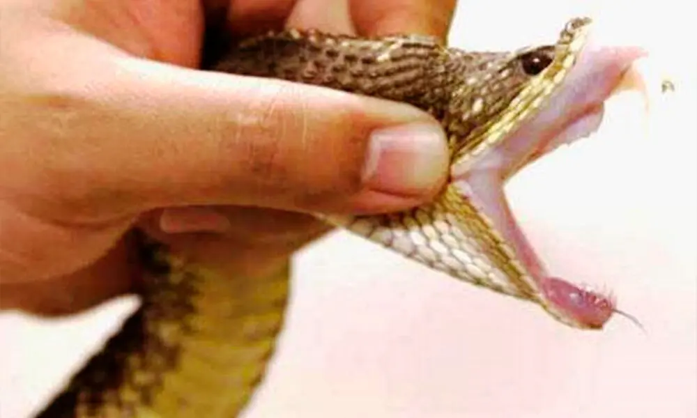 Picadas de cobra: Goiás alerta e orienta primeiros socorros