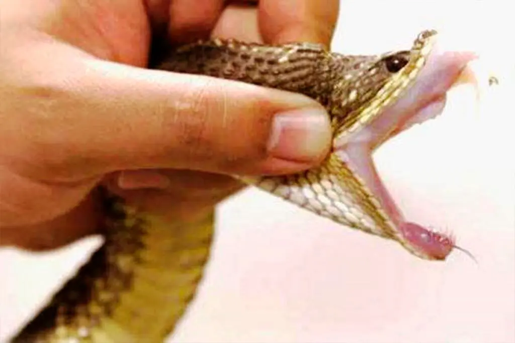 Picadas de cobra: Goiás alerta e orienta primeiros socorros