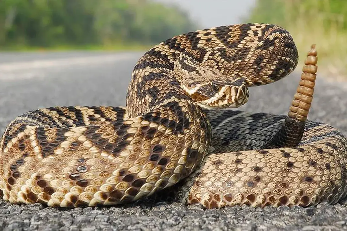 Picadas de cobra: Goiás alerta e orienta primeiros socorros
