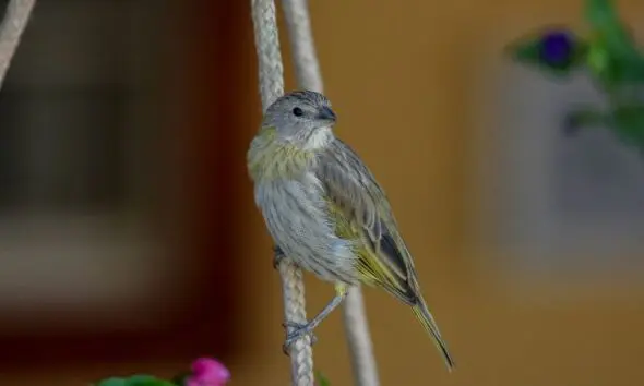 Fêmea de canário-da-terra mostra delicadeza em Pirenópolis Fêmea de canário-da-terra mostra delicadeza em Pirenópolis