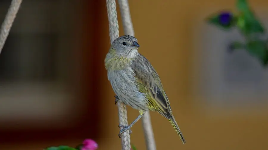 Fêmea de canário-da-terra mostra delicadeza em Pirenópolis