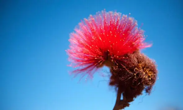 Flor da caliandra contrasta com céu azul em Pirenópolis Flor da caliandra contrasta com céu azul em Pirenópolis