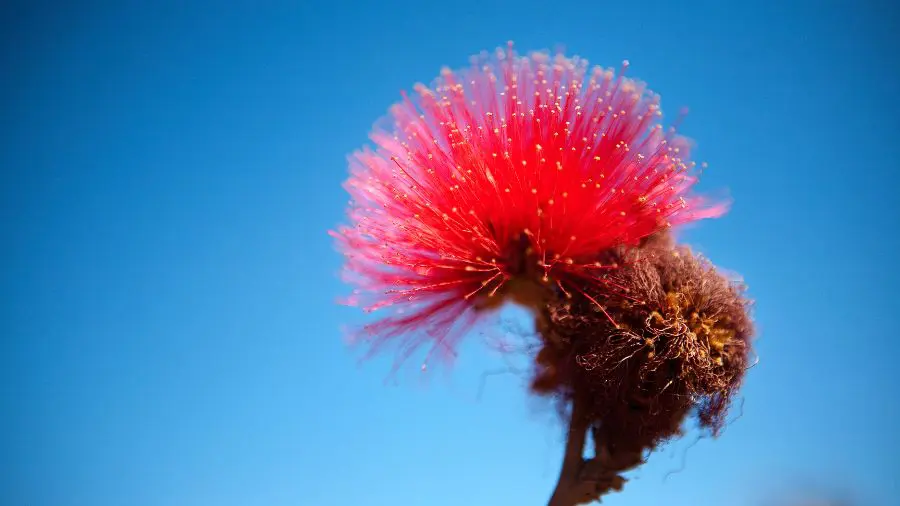Flor da caliandra contrasta com céu azul em Pirenópolis