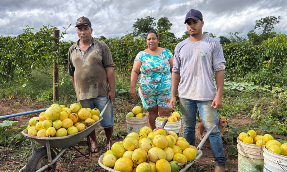 Agricultura familiar movimenta R$ 93 milhões em Goiás