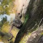 Alerta em trilhas nos Pireneus mostra risco com serpentes