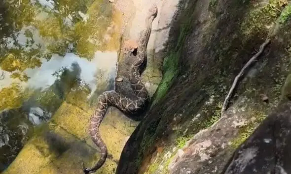 Alerta em trilhas nos Pireneus mostra risco com serpentes Alerta em trilhas nos Pireneus mostra risco com serpentes