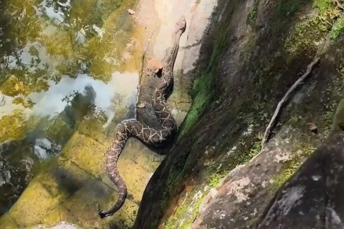 Alerta em trilhas nos Pireneus mostra risco com serpentes
