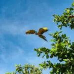 Araras colorem o céu de Pirenópolis em manhã tranquila