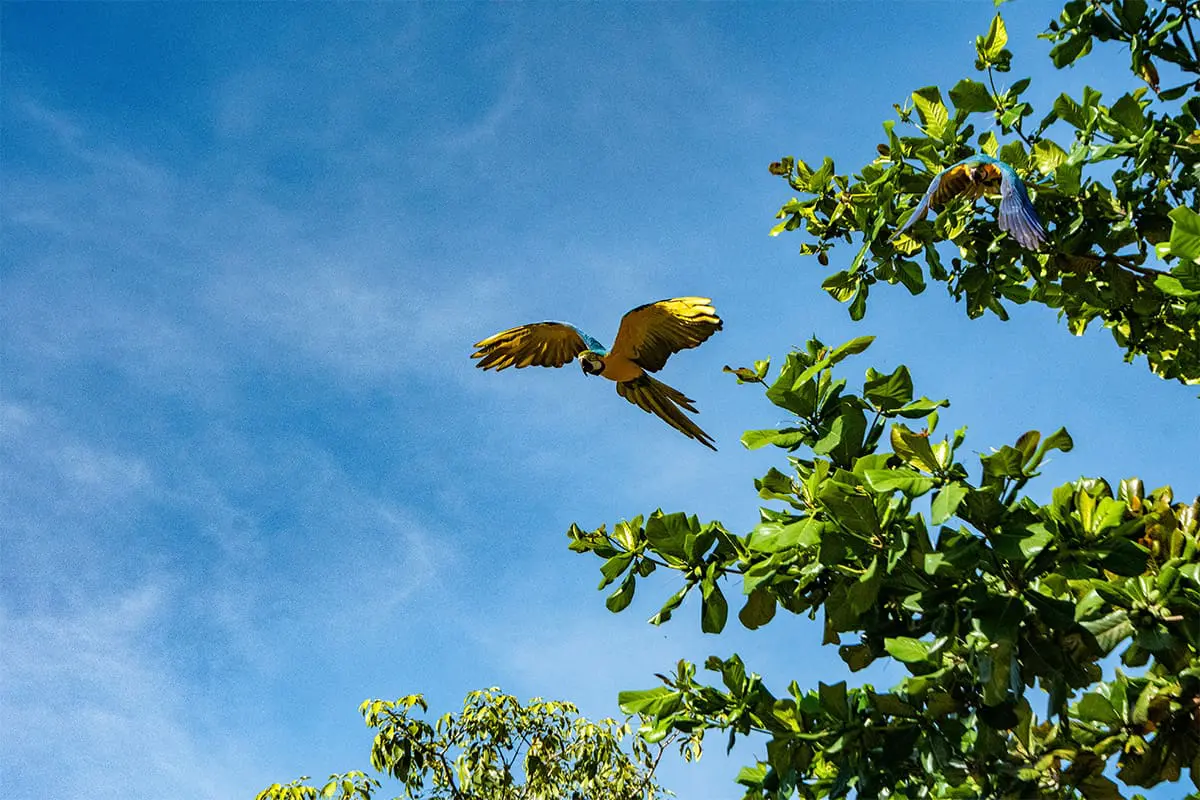 Araras colorem o céu de Pirenópolis em manhã tranquila