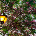Cássia-rosa colore ruas de Pirenópolis em cenário florido