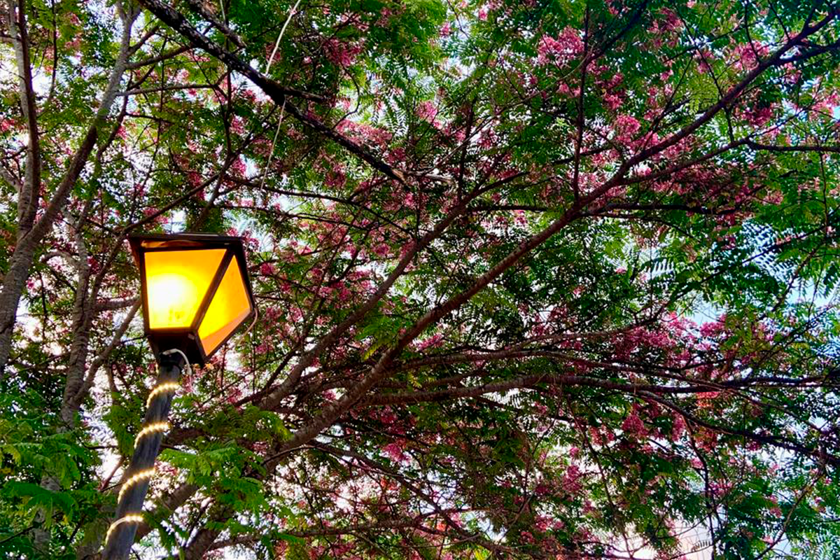 Cássia-rosa colore ruas de Pirenópolis em cenário florido