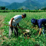Cerrado Cooperativo: governo lança edital sustentável