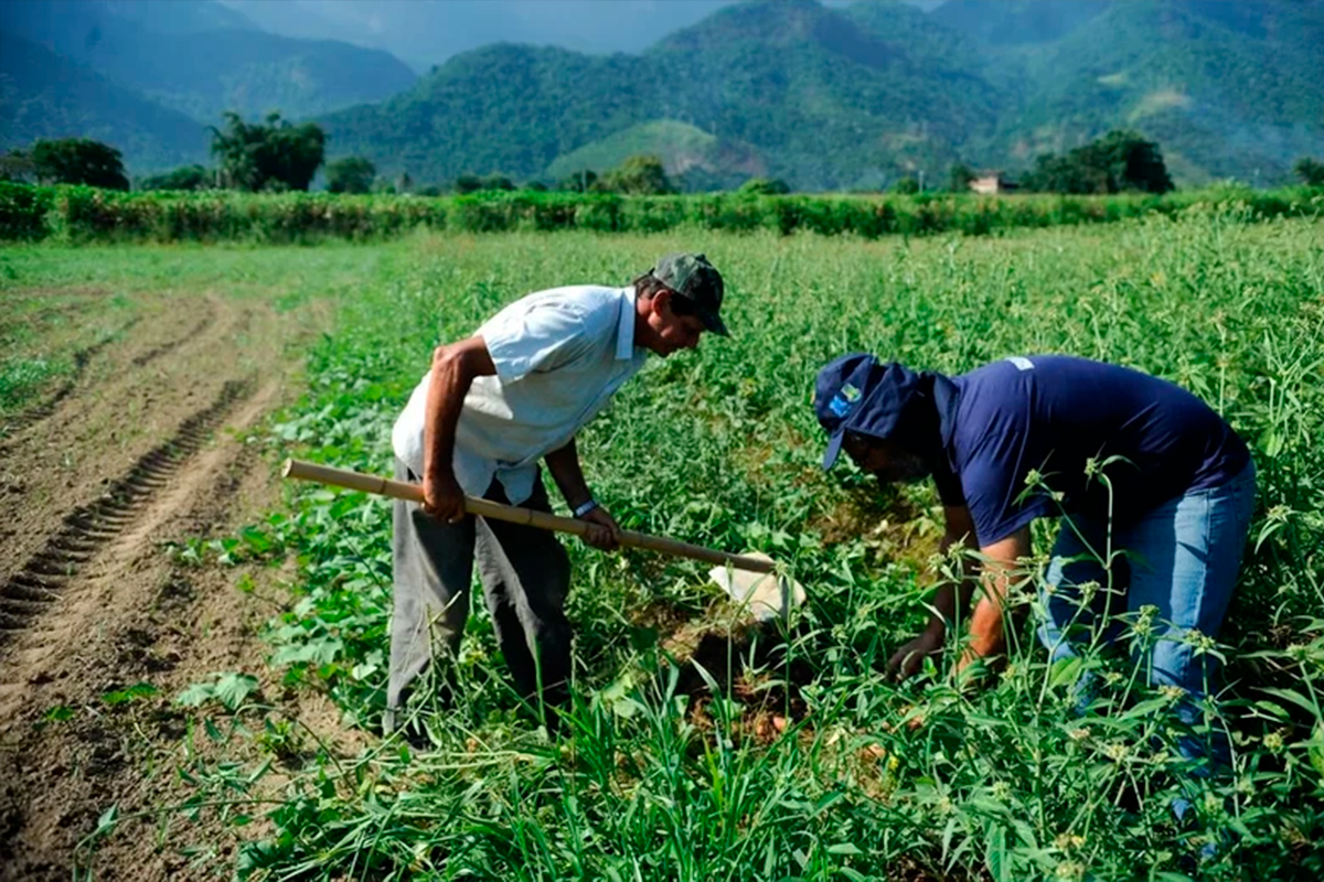 Cerrado Cooperativo: governo lança edital sustentável