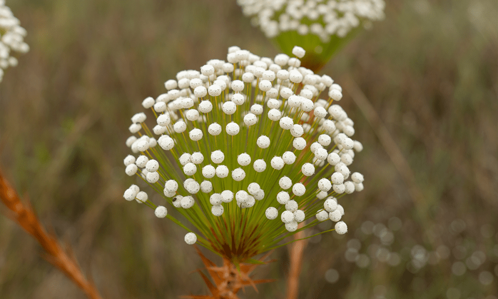 Paepalanthus floresce na paisagem da Serra dos Pireneus
