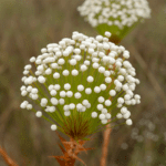 Paepalanthus floresce na paisagem da Serra dos Pireneus