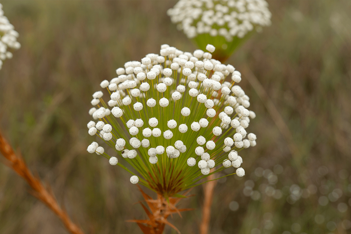 Paepalanthus floresce na paisagem da Serra dos Pireneus