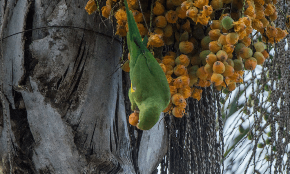 Periquito no Cerrado aparece entre frutos em Pirenópolis