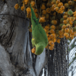 Periquito no Cerrado aparece entre frutos em Pirenópolis