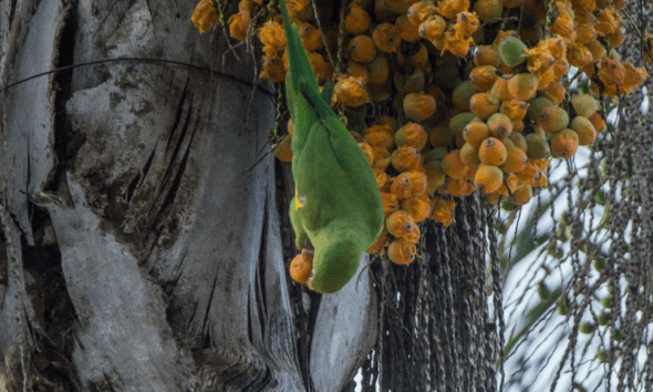 Periquito no Cerrado aparece entre frutos em Pirenópolis Periquito no Cerrado aparece entre frutos em Pirenópolis