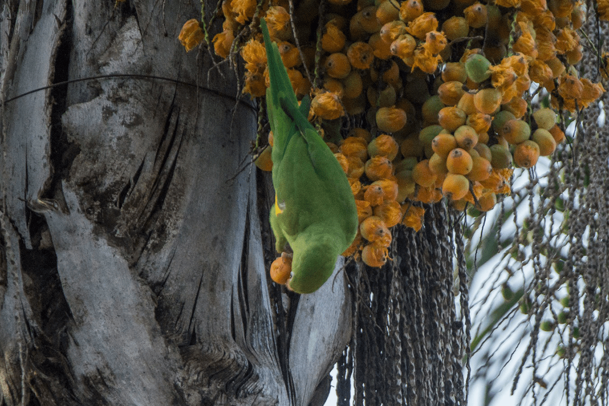 Periquito no Cerrado aparece entre frutos em Pirenópolis: um espetáculo da natureza