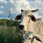 Pirenópolis entre nuvens e campos revela cenário do Cerrado