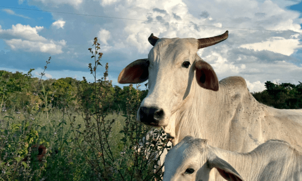 Pirenópolis entre nuvens e campos revela cenário do Cerrado