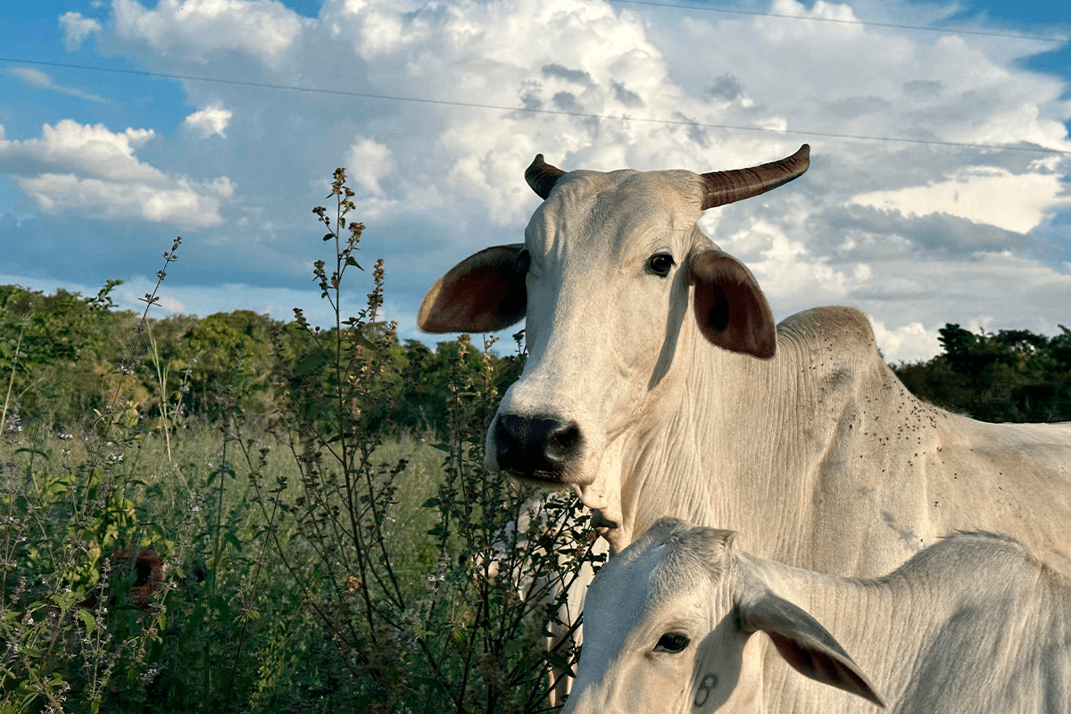 Pirenópolis entre Nuvens e Campos Revela Cenário do Cerrado