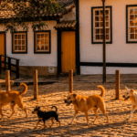 PiriCastra Consciente alerta sobre riscos de cães soltos