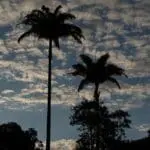 Palmeiras destacam céu de fim de tarde em Pirenópolis