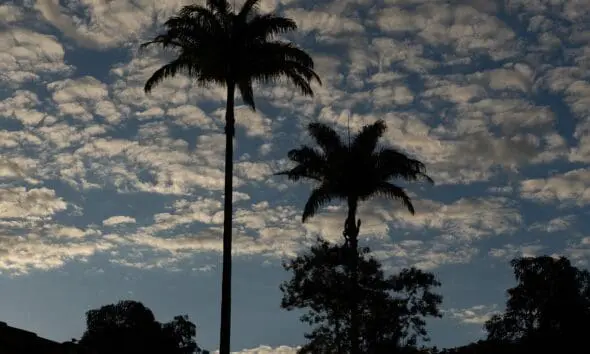 Palmeiras destacam céu de fim de tarde em Pirenópolis Palmeiras destacam céu de fim de tarde em Pirenópolis