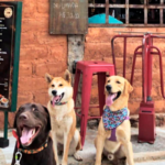 8 restaurantes pet friendly em Pirenópolis para conhecer