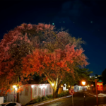 Acácia-rosa colore noite no centro histórico de Pirenópolis