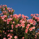 Espirradeira colore as ruas de Pirenópolis com flores rosadas