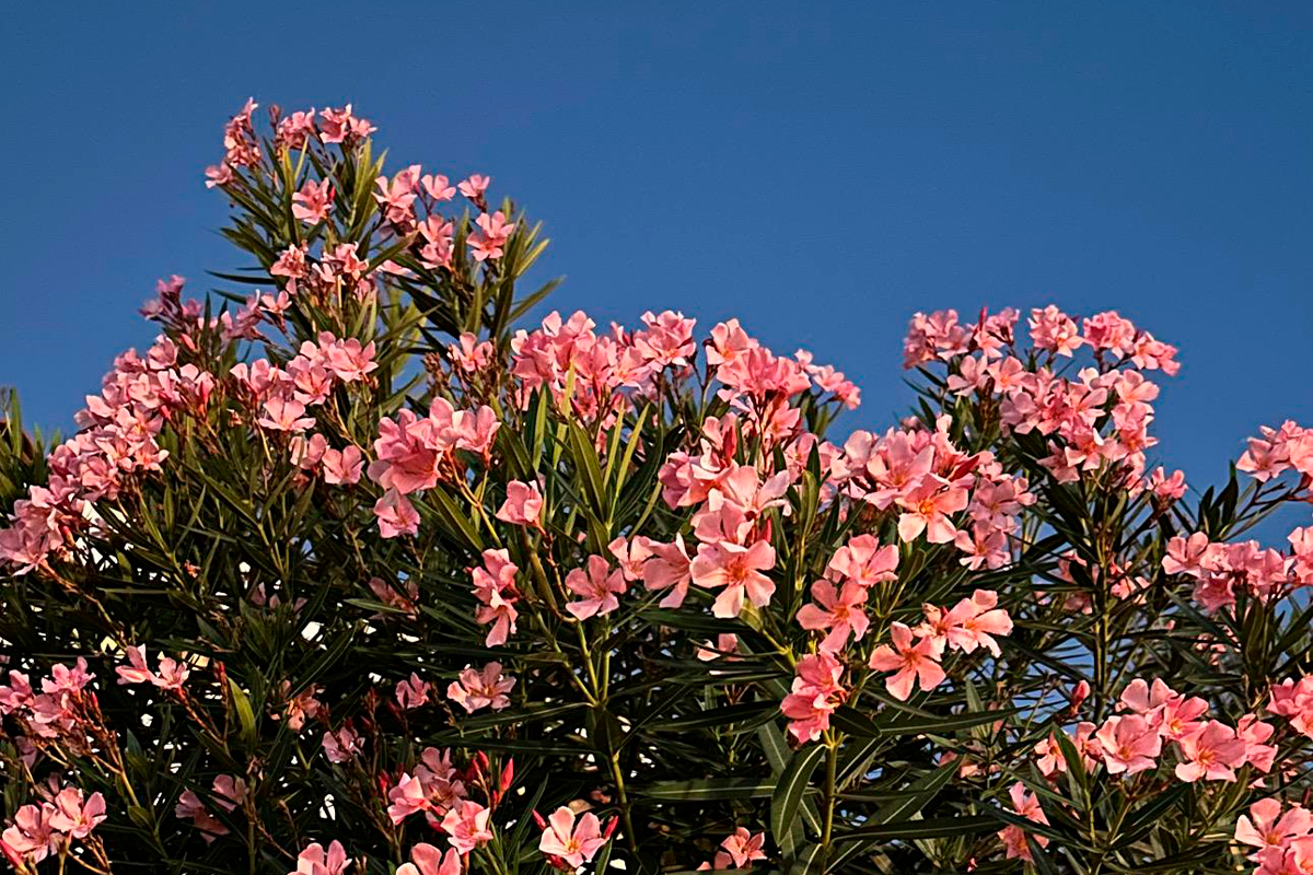 Espirradeira colore as ruas de Pirenópolis com flores rosadas