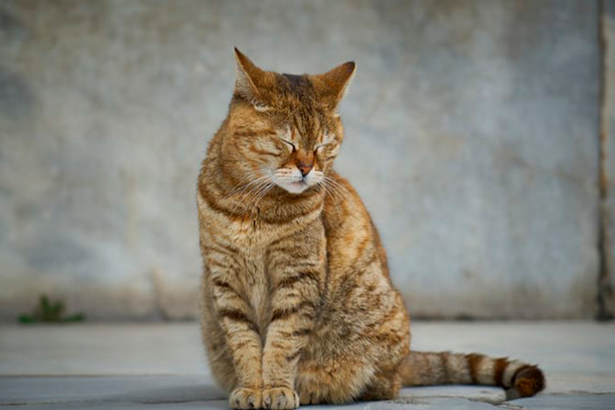 Gatos ferais desafiam controle populacional em Pirenópolis