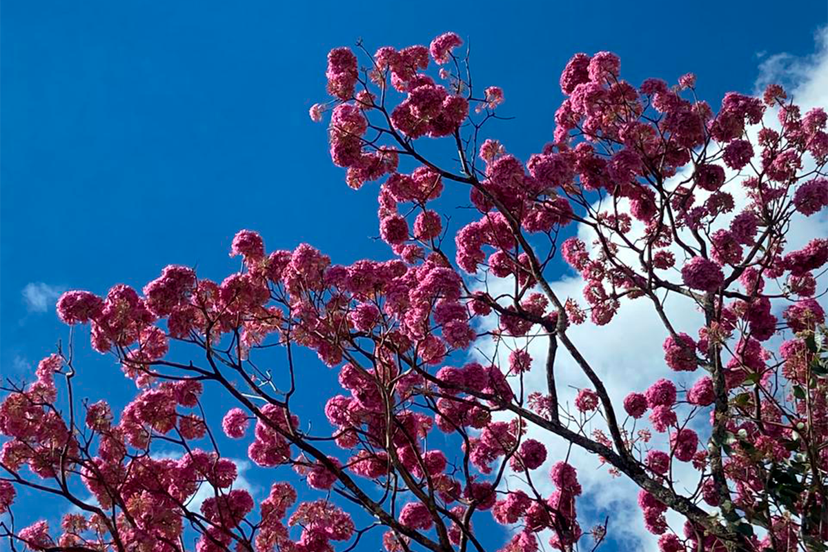 Ipê-rosa em Pirenópolis transforma a cidade em um espetáculo natural
