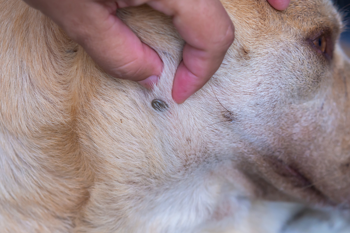 PiriCastra: Doença do carrapato exige diagnóstico correto em cães