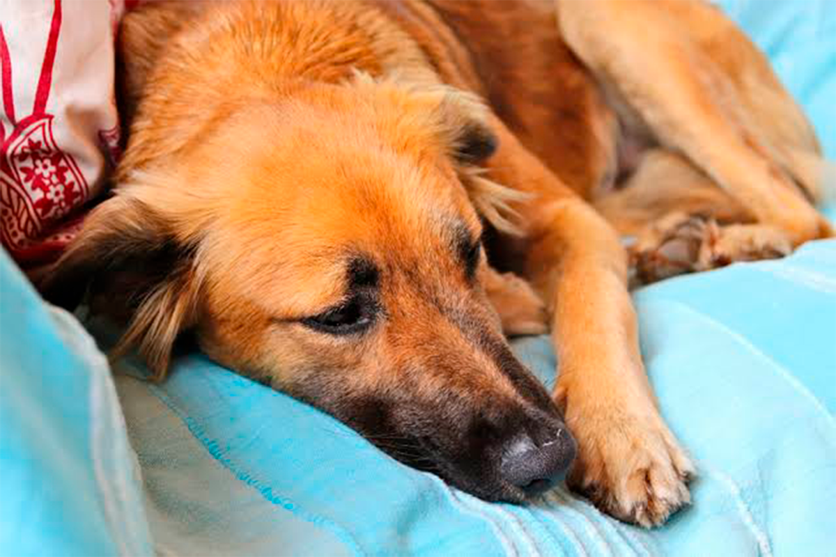 PiriCastra: Doença do carrapato exige diagnóstico correto em cães