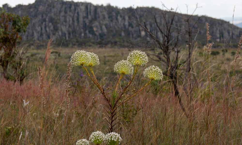 Sempre-viva dos Pireneus floresce diante do Morro Cabeludo